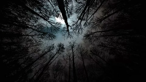 Dreamy Forest Trees Silhouette with Branches 스톡 동영상 239791870