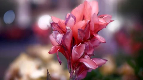 Dreamy glowing flower 動画素材 92446865