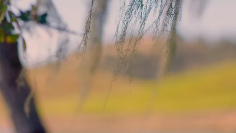 Dreamy Grass drifting bokeh soft focus in slow motion Stock Footage 88749115