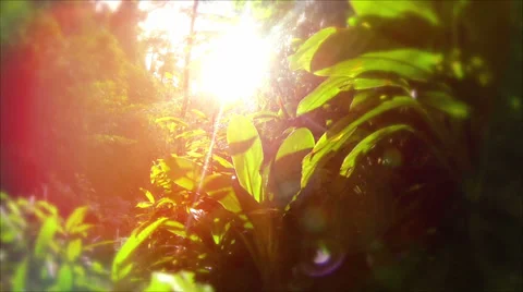 Dreamy green Stock Footage 33547843