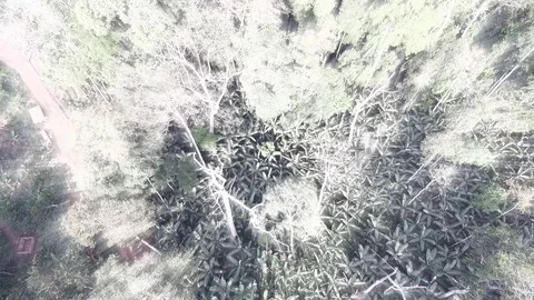 Dreamy high forest trees Stock Footage 81058957