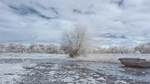 Dreamy Infrared Tree Time Lapse 库存影片 141107868