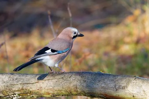 A dreamy jay in the forest Stock Photos