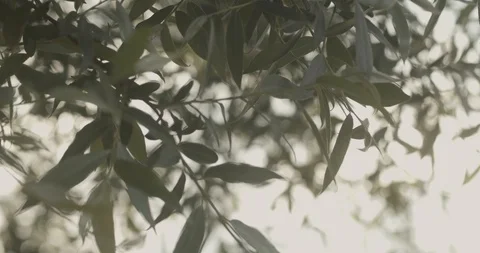 Dreamy Leaves with Focus Pull 4K Stock Footage 120732627