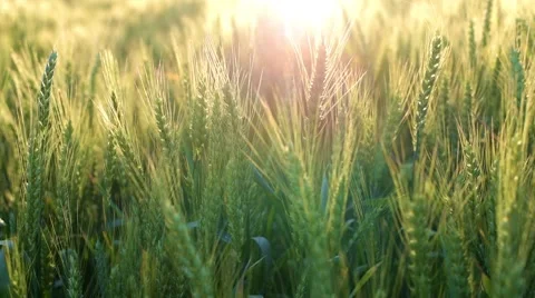 Dreamy light on corn-field Stock Footage 50905311