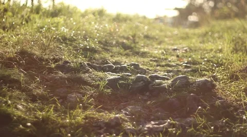 Dreamy light on a woods path Stock Footage 55879845