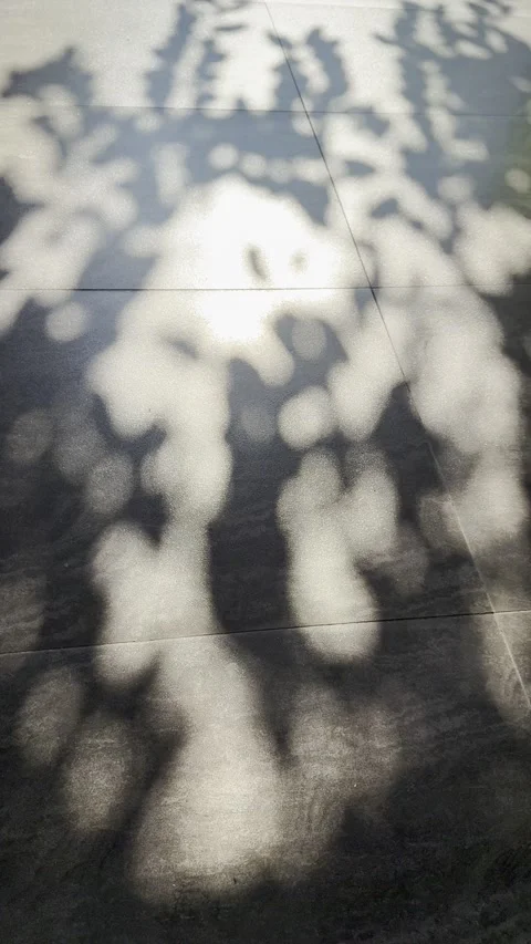 Dreamy Long Tree Shadows and Warm Light on Textured Grey Floor Stock Footage 346739716
