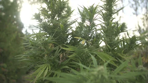 Dreamy look to Marijuana Vídeo Stock 37256541