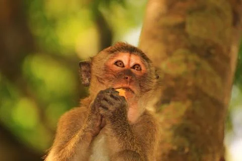 Dreamy monkey Stock Photos