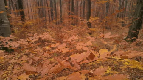 Dreamy Monochromatic Pale Rusty Autumn Beech Leaves In Diffuse Light With C.. Stock-Footage 329055935