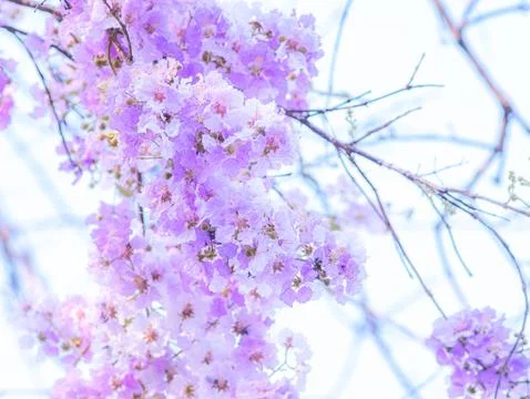 Dreamy overexposed soft focus image of delicate light purple pink flowers L.. Foto stock