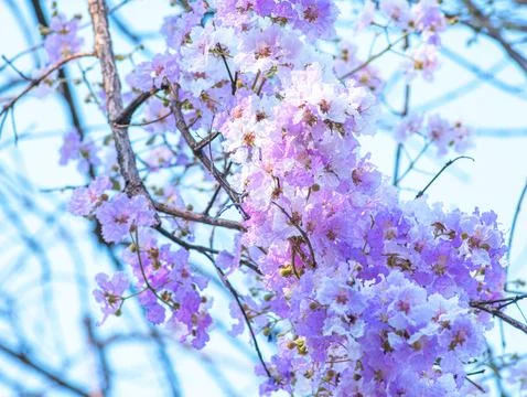 Dreamy overexposed soft focus image of delicate light purple pink flowers L.. 스톡 사진