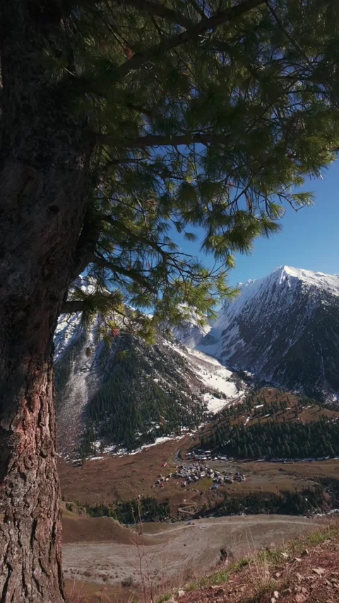 A Dreamy Pan from Textured Pine to a Sunlit Mountain Village Stock Footage 333782058