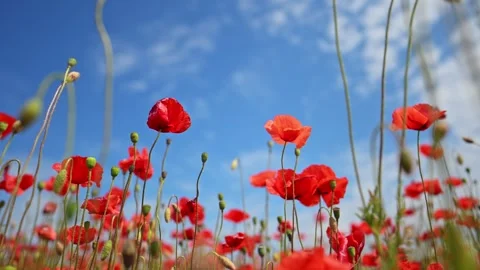 Dreamy red poppy field with clouds moving above in slow motion. Stock Footage 310097995