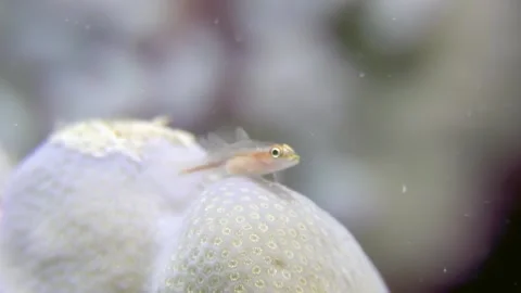 Dreamy Red Sea dive tiny fish rests upon white coral at noon Video stock 312006314