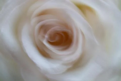 Dreamy representation of blury romantic rose. Stock Photos