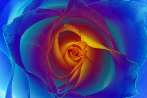 Dreamy rose Illustrazione stock