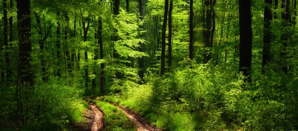 Dreamy scenery in the forest Stock Photos