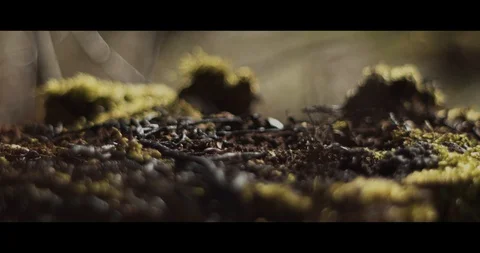 Dreamy sequence of forest shots handheld 動画素材 128427499