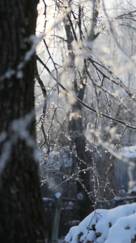 Dreamy Slow Mo Sun Flare on Icy Tree – 180fps Winter Forest Magic Stock Footage 328449398