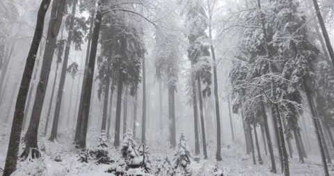 Dreamy snow falling in the woods 스톡 동영상 141543675