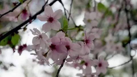 Dreamy Soft Focus Cherry Blossoms in Bloom Stock Footage 294404076