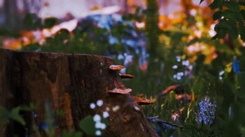 Dreamy Spring Forest Stock Footage 321466007