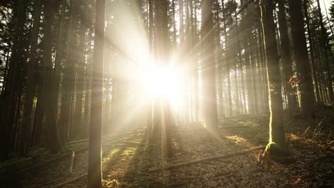 Dreamy sun rays and beams in the forest landscape Vidéo 229932593