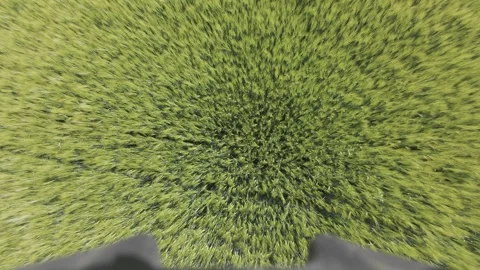Dreamy top-down drone view of a grain field, flown from a higher altitude. The Vídeo Stock 312798074