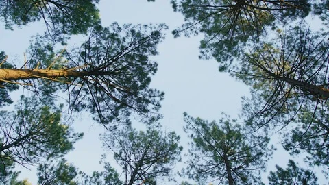 Dreamy Trees 4k Stock Footage 92818928