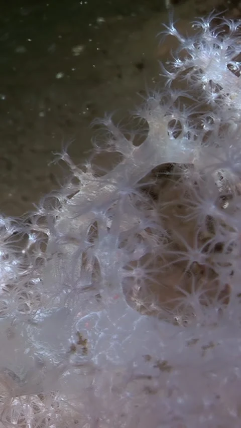 Dreamy Underwater Dance of White Soft Coral on the Seabed Stock Footage 338359278