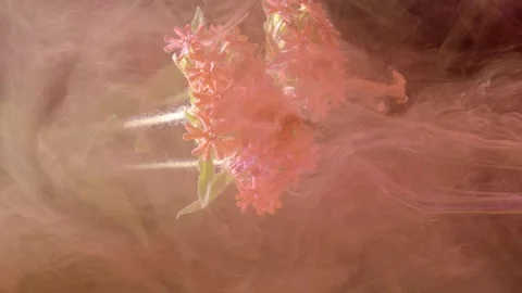 Dreamy underwater setting featuring diffused light and soft pink fog  Stock Footage 334756177
