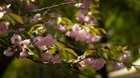 Dreamy view of Double Pink Cherry Blossoms Stock Footage 332786998