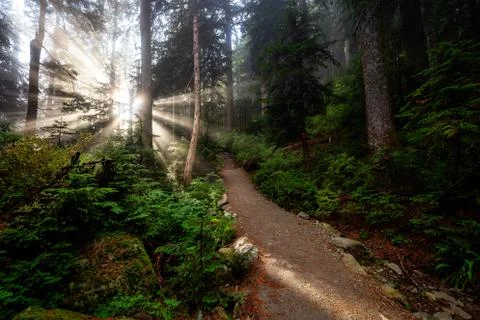 Dreamy View of the Sunrays in a Rainforest 스톡 사진