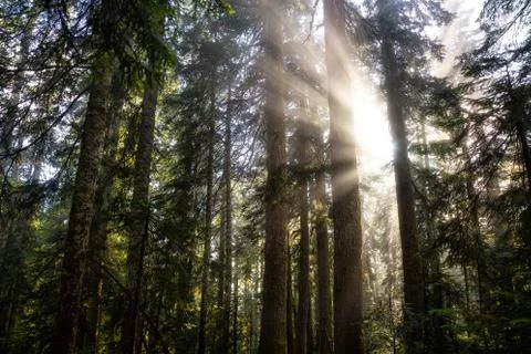 Dreamy View of the Sunrays in a Rainforest Foto stock