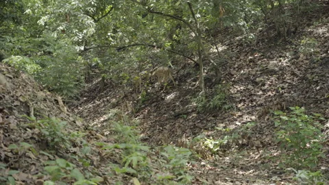 Dreen in Himalayan forest Stock-Footage 136332703