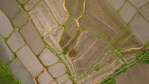 Drenched in Radiance: Rice Fields Post-Rain Stock Photos