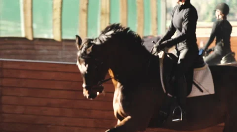 Dressage Slow Motion Stock Footage 59131869