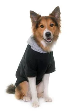 Dressed border collie in studio Stock Photos