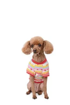 Dressed brown poodle Stock Photos