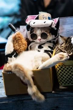 Dressed up cat relaxes in a box Stock Photos