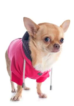 Dressed chihuahua Stock Photos