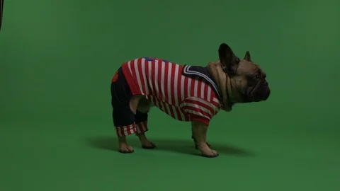 Dressed up Dog Stock Footage 103034523
