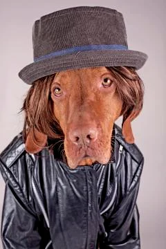 Dressed up dog Stock Photos