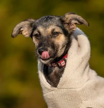Dressed dog portrait Stock Photos