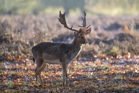 Dressed to impress Stock-Fotos