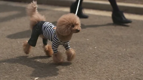 Dressed poodle dog walking in the street Stock Footage