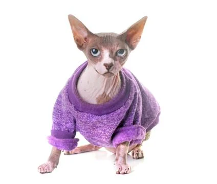 Dressed sphinx cat in studio Stock Photos