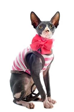 Dressed sphynx cat Stock Photos