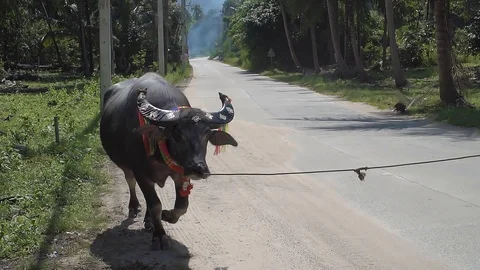 Dressed Up Thai Buffalo Walking by Road Side Stock Footage 87947198